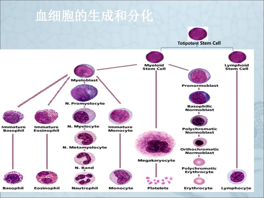 血细胞形态ppt课件_第3页