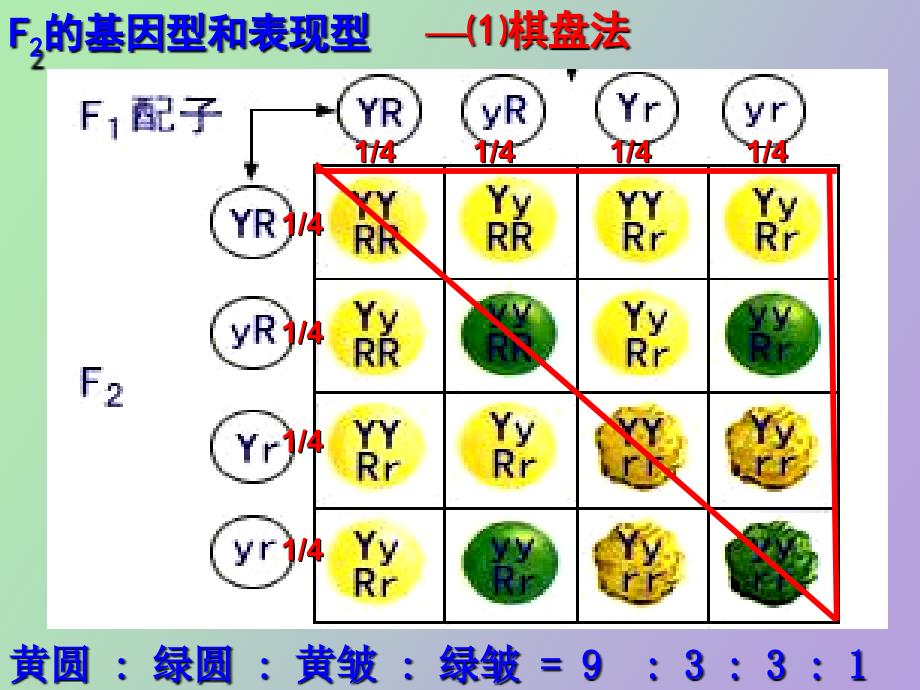 生物基因的自由组合定律课件上课用_第4页