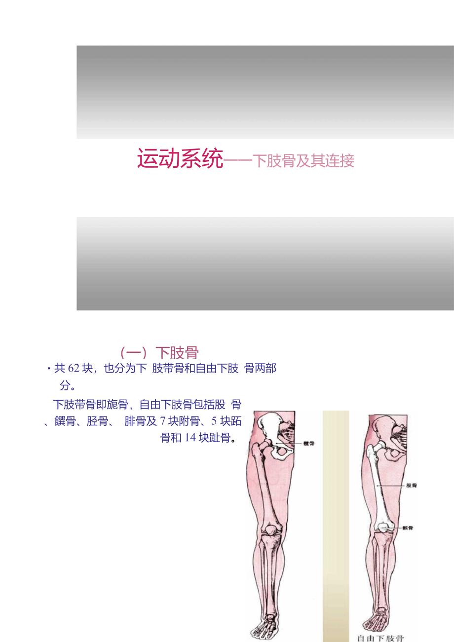 运动系统--下肢骨及其连接._第1页