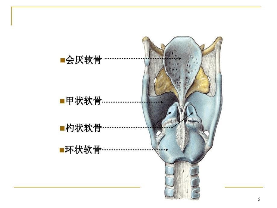 局部解剖学颈部ppt课件_第5页