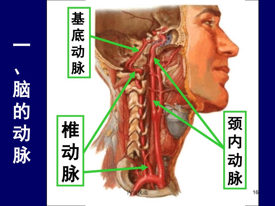 大脑前中后动脉血管分布图严选内容_第3页