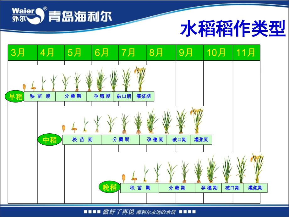 水稻综合管理技术_第3页