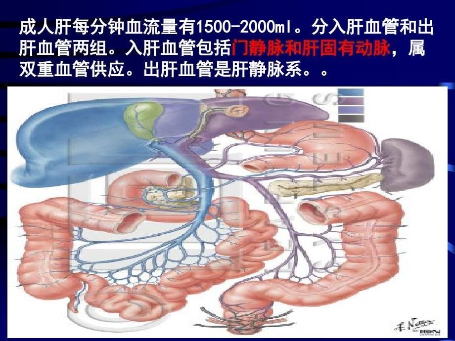 门脉高压症本科ppt课件_第5页