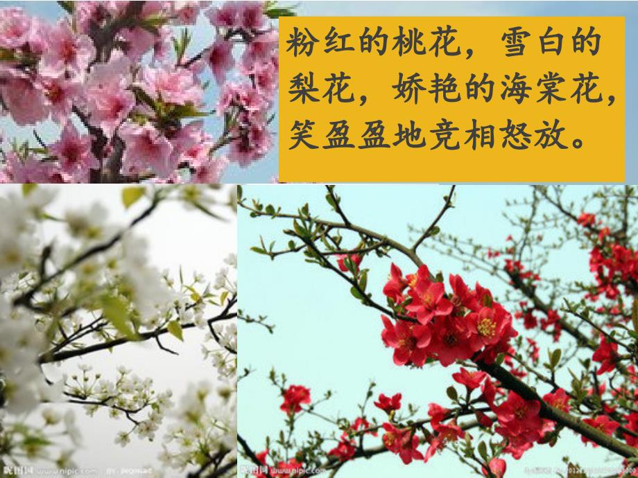 习作指导我喜欢的花_第3页