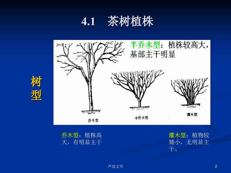 茶树形态特征优质分析_第2页