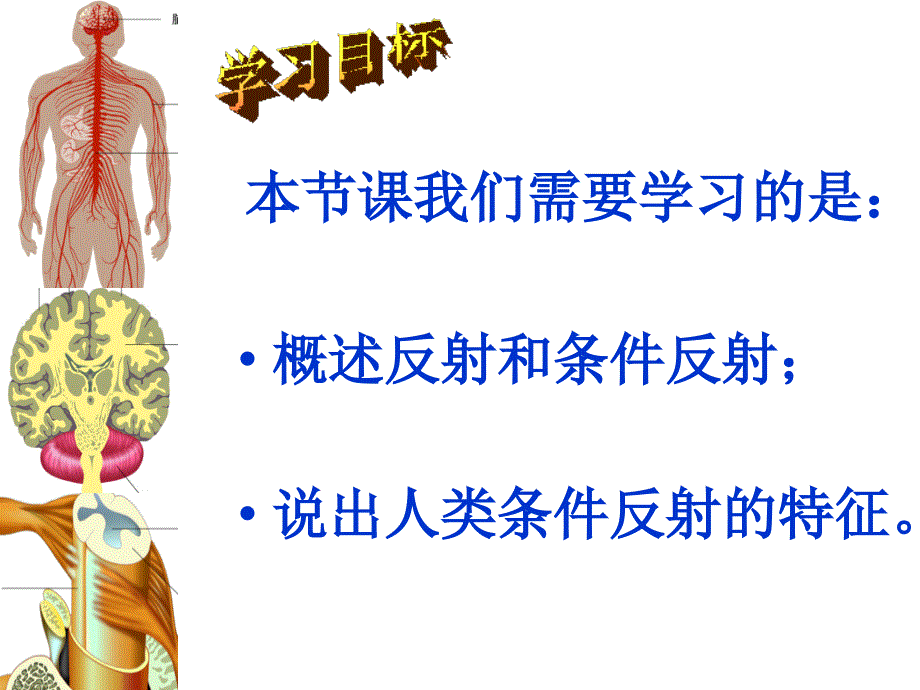 苏教版生物七年下12.2-人体的神经调节课件(共28张PPT)_第2页