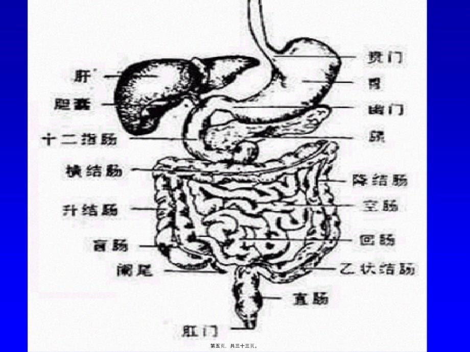 医学专题一Abdominal-Pain(腹痛)_第5页