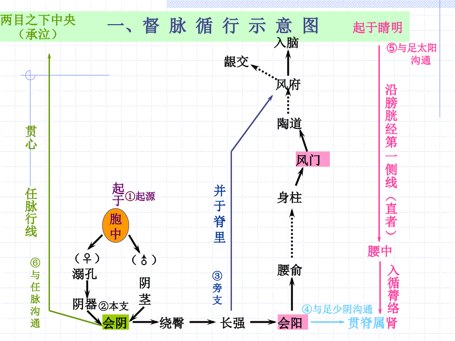 医学课件：人体经络穴位图谱13督脉_第4页