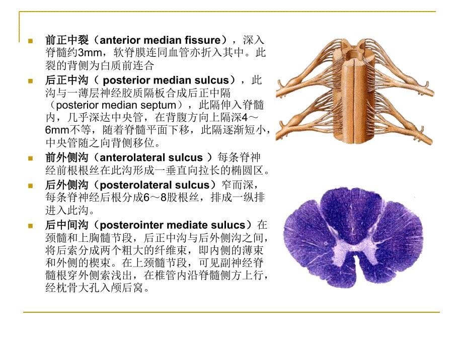 中枢神经系统概观课件精选文档_第5页