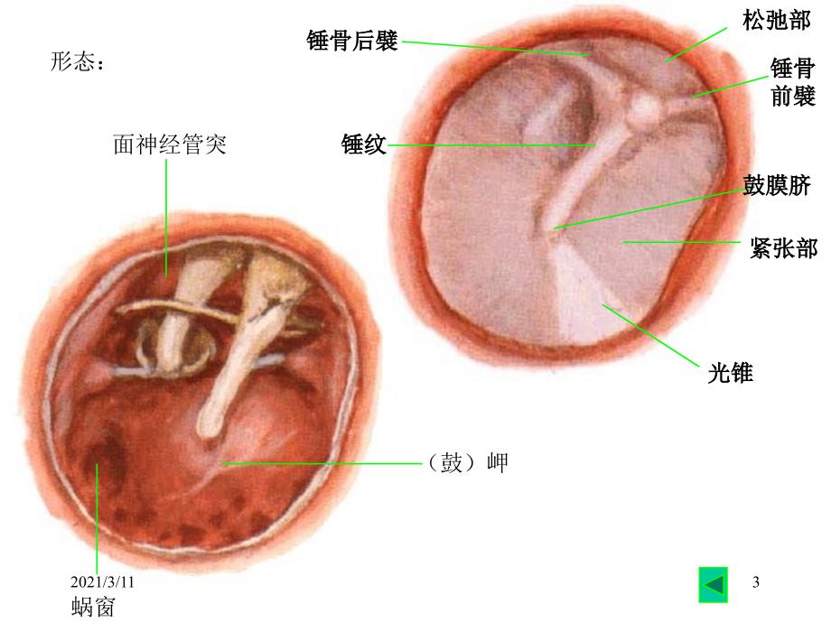 耳部解剖示意图_第3页