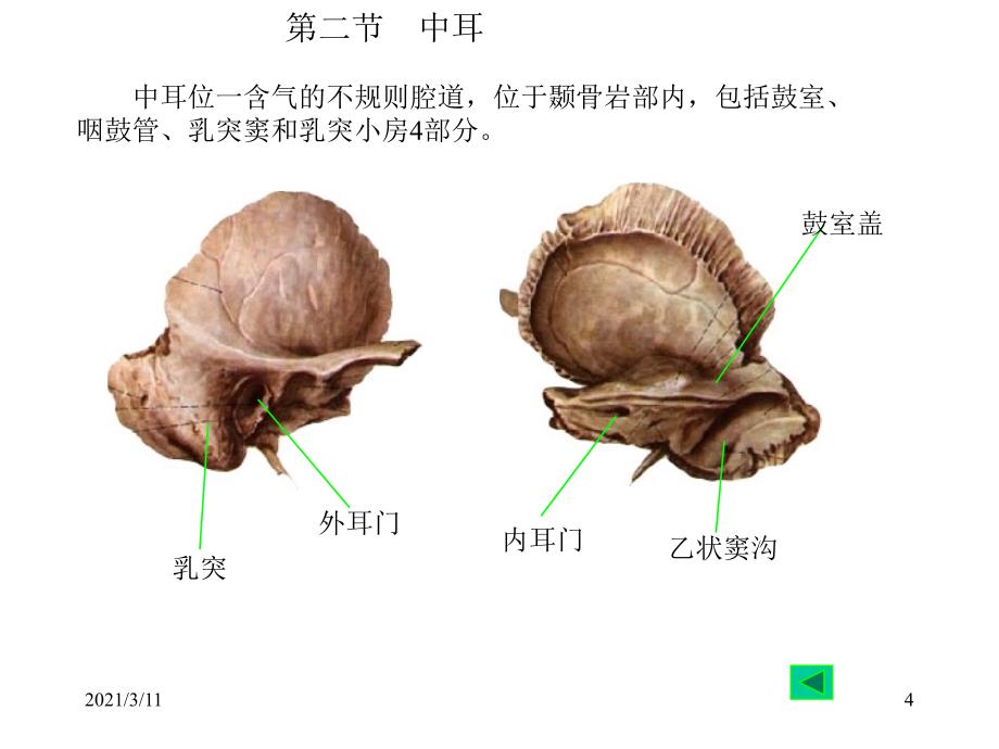 耳部解剖示意图_第4页