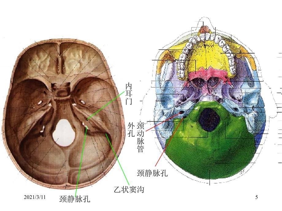 耳部解剖示意图_第5页