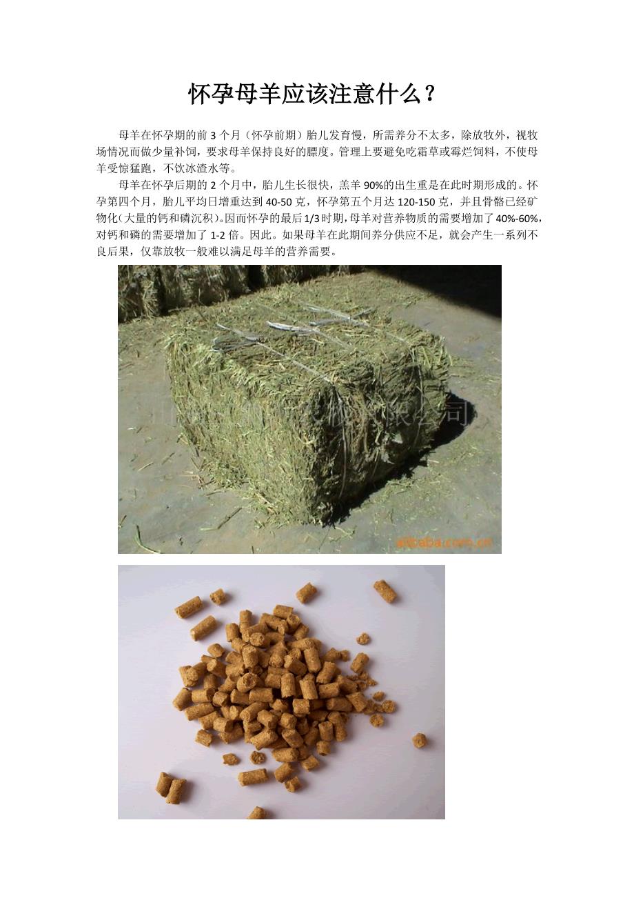 怀孕母羊注意事项_第1页