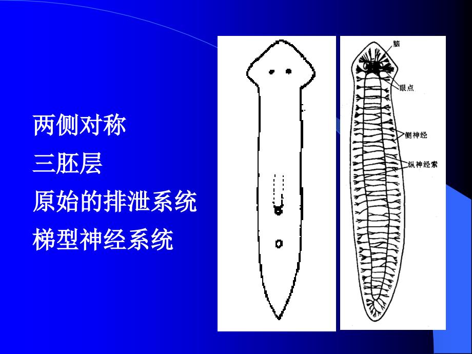 扁形动物门PPT课件_第2页