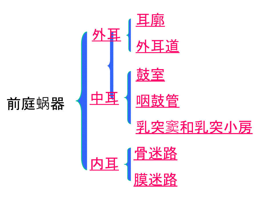 人体解剖学前庭蜗器_第4页