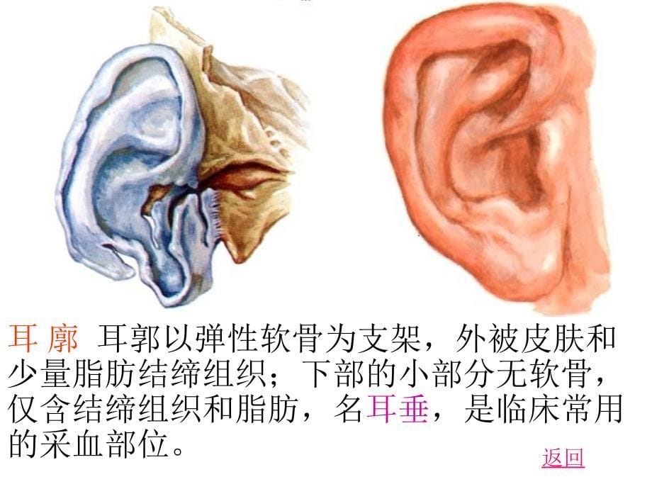 人体解剖学前庭蜗器_第5页