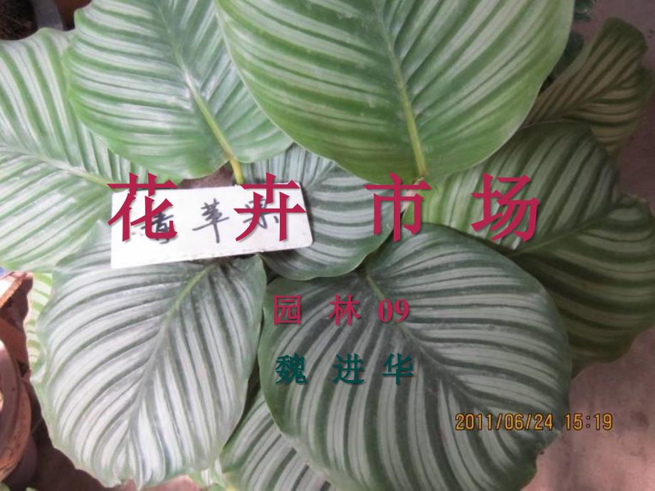 魏进华花卉市场考察实物参考_第1页