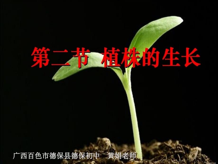 植株的生长黄娟老师_第1页