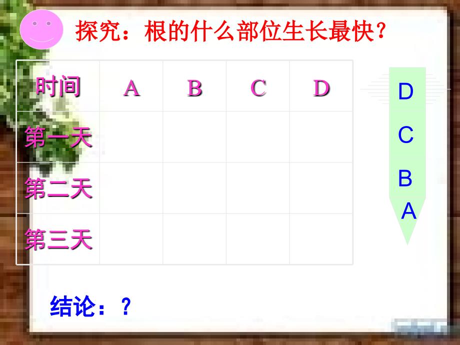 植株的生长黄娟老师_第4页