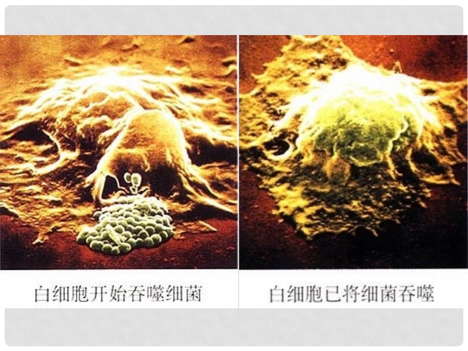 八年级生物下册 8.1.2 免疫与计划免疫课件 （新版）新人教版_第5页