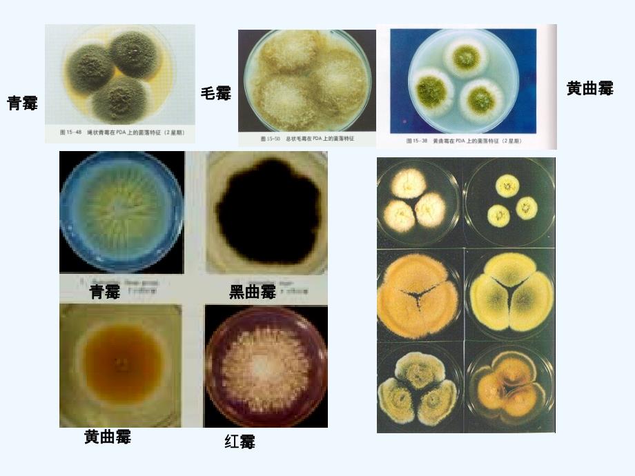 常见霉菌形态观察课件_第3页