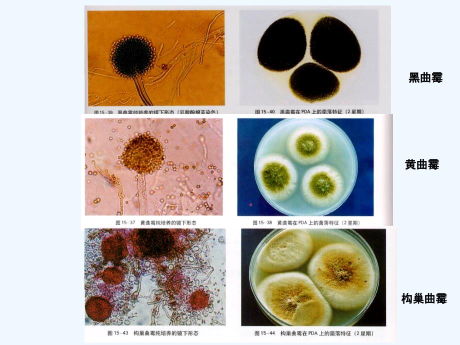 常见霉菌形态观察课件_第4页