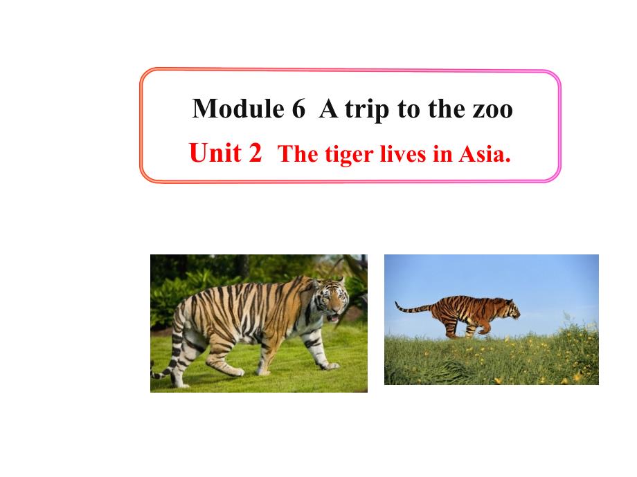 山东省安丘市和平中学七年级英语上册 Module 6 A trip to the zoo Unit 2 The tiger lives in Asia课件 （新版）外研版_第1页