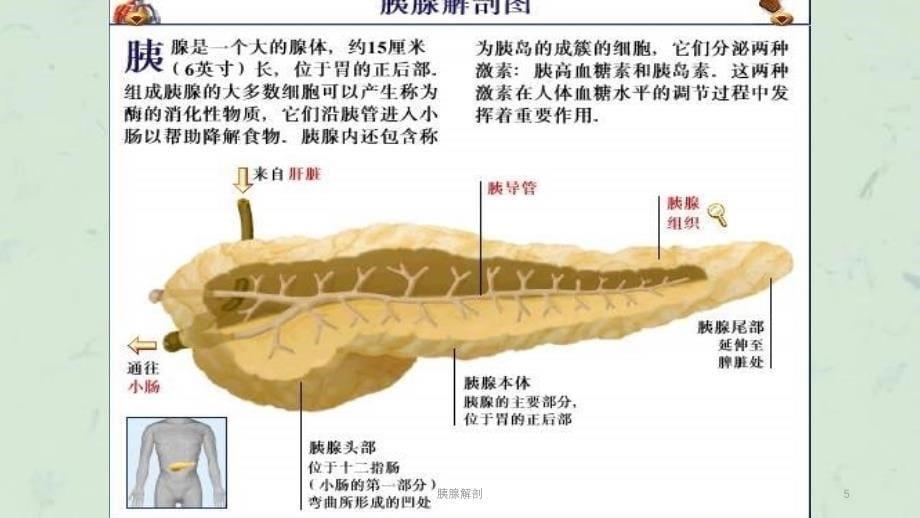 胰腺解剖课件_第5页