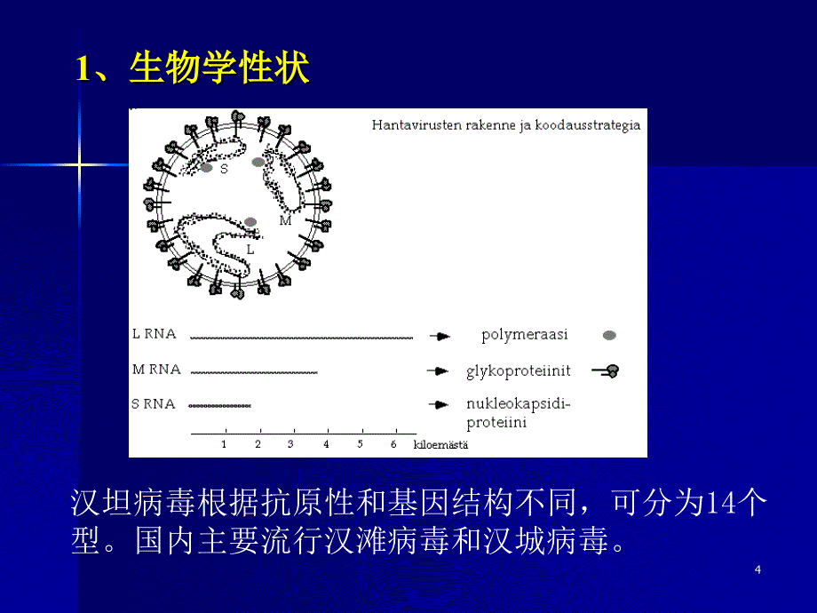 出血热病毒演示PPT_第4页