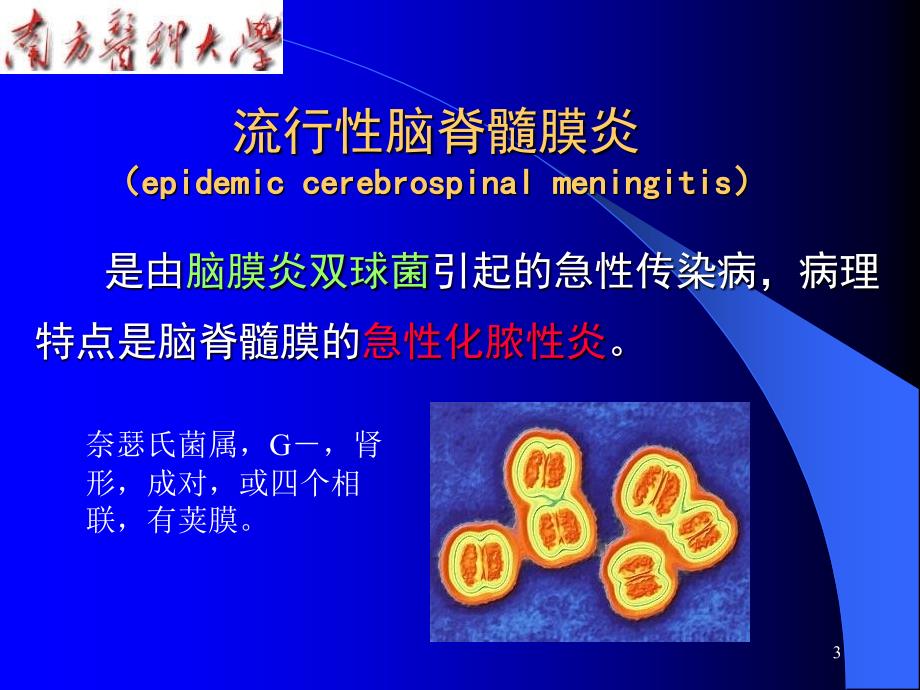 病理学14流脑、乙脑_第3页