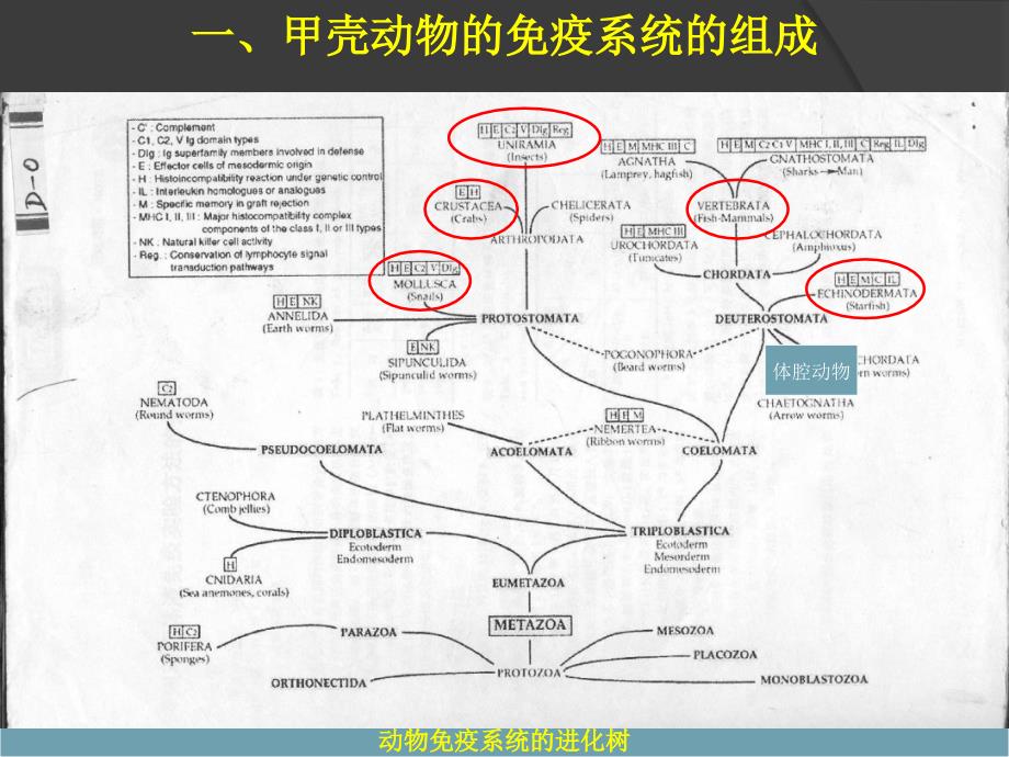 甲壳动物的免疫系统组成_第2页