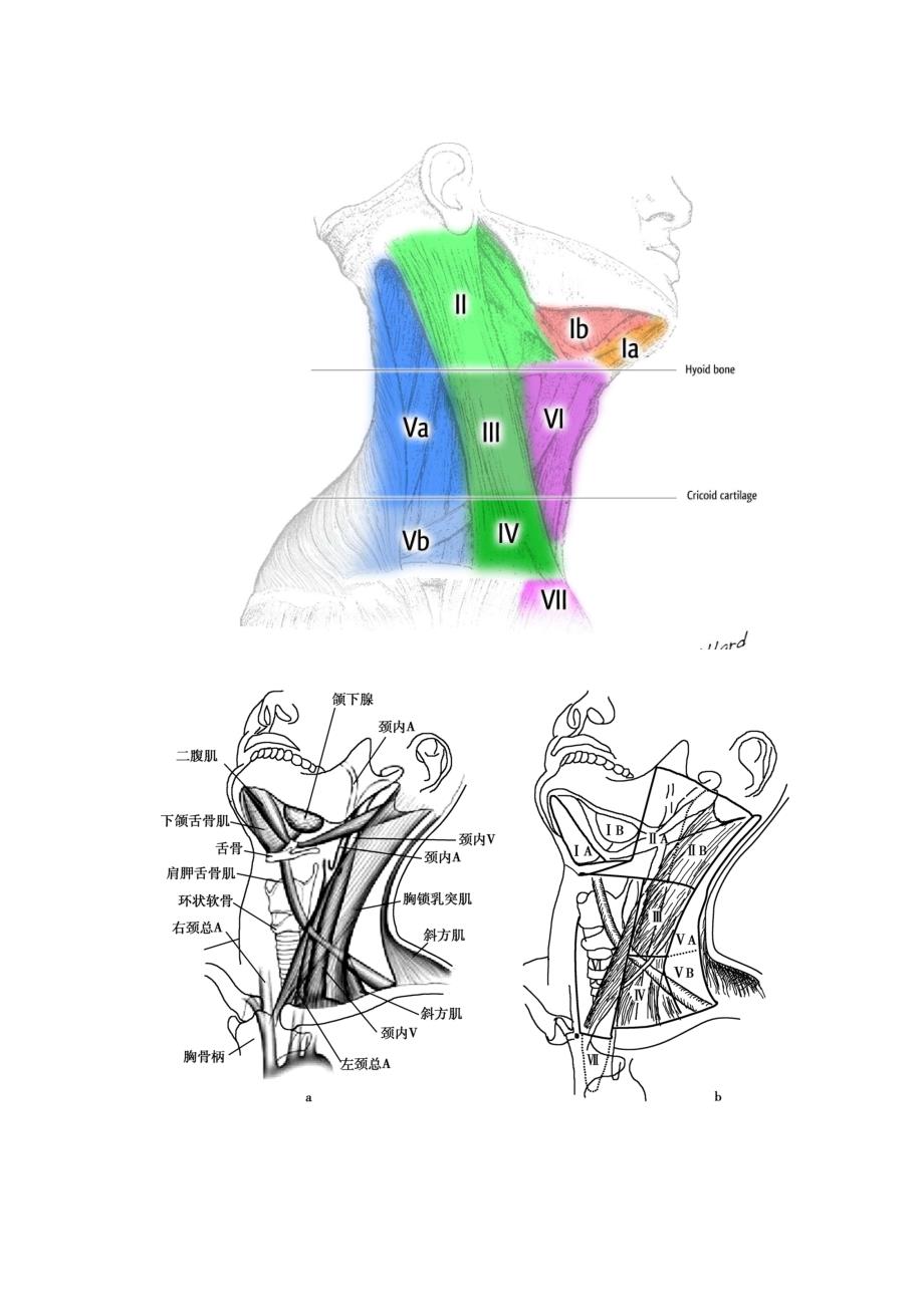 最新颈部淋巴结分区示意图_第1页