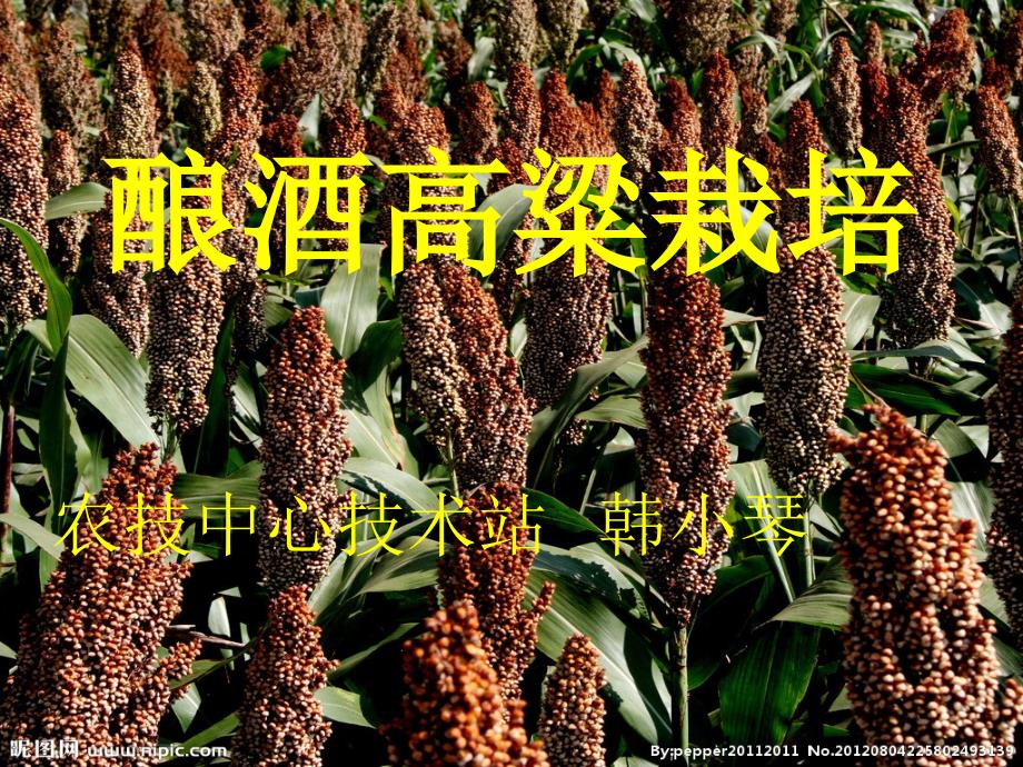 酿酒高粱栽培_第1页
