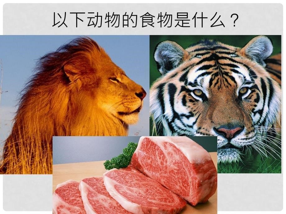 三年级科学上册 动物的食物课件2 新人教版_第5页