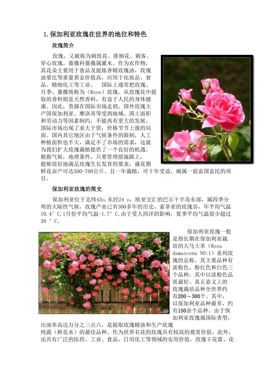 保加利亚玫瑰在世界的地位和特色_第1页
