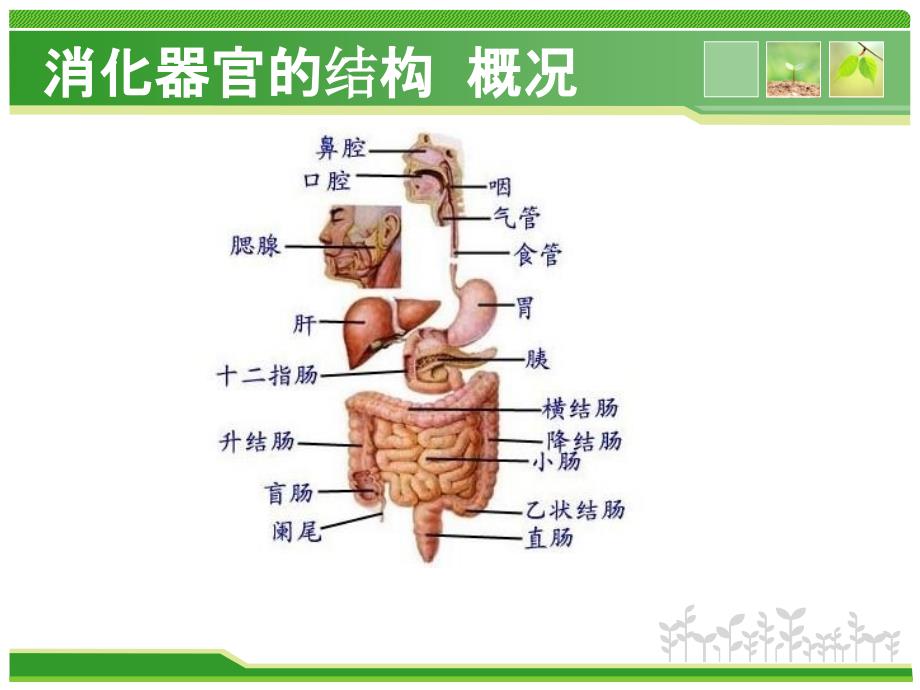 消化系统课件_第4页