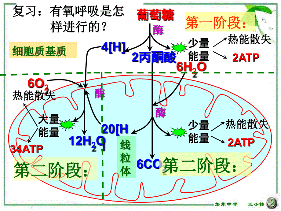 第5章第4节能量之源光与光合作用1_第2页