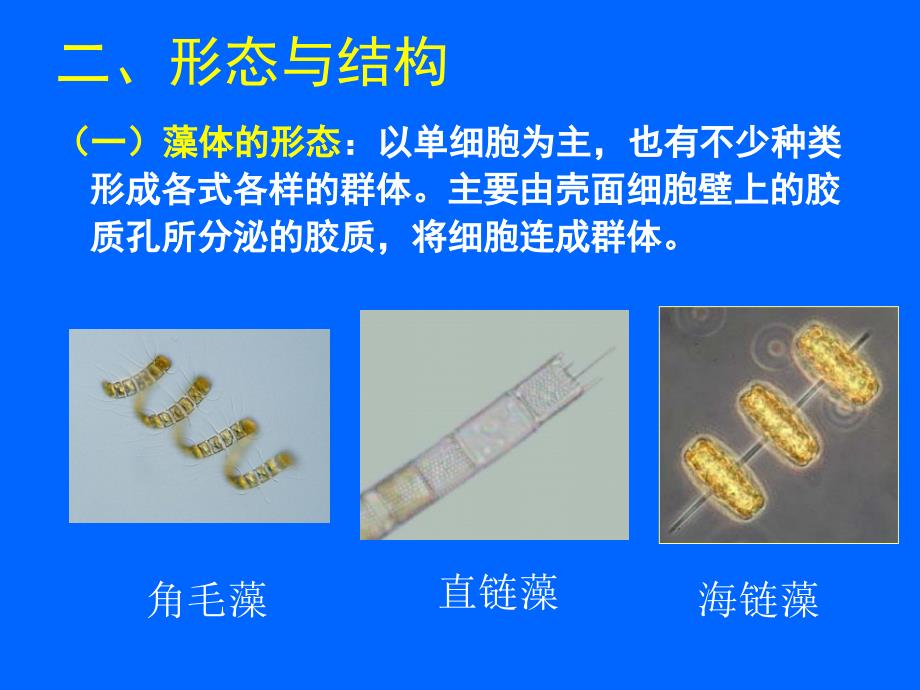 第三章-硅藻门_第3页