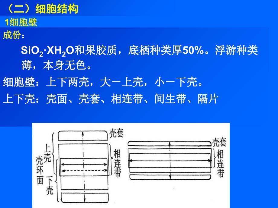 第三章-硅藻门_第4页