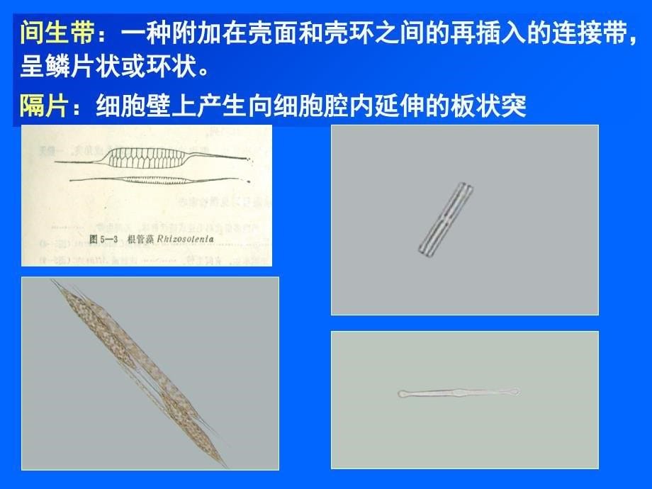 第三章-硅藻门_第5页