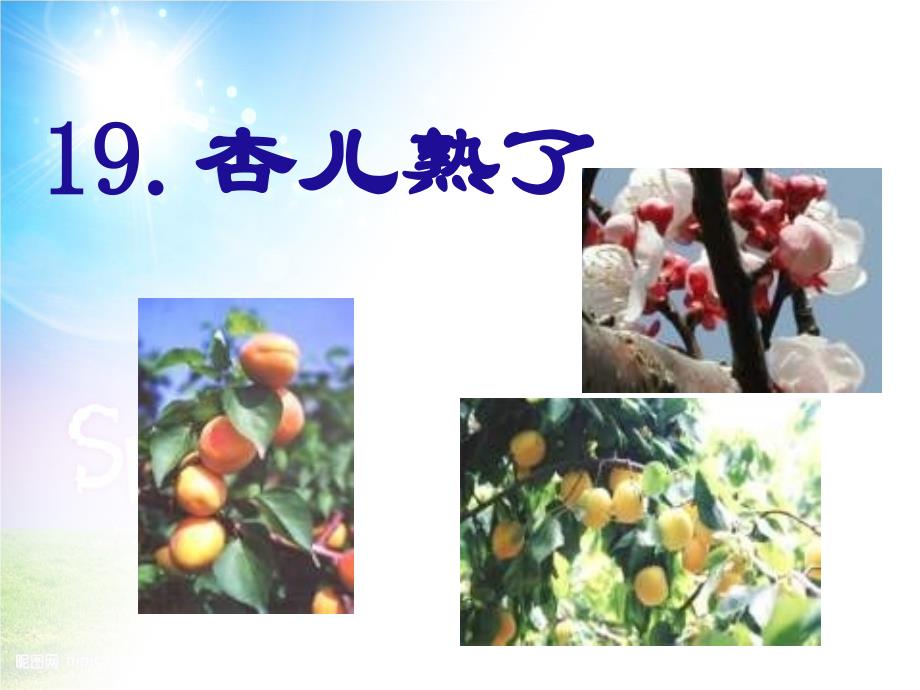 三年级语文下册第4单元19杏儿熟了课件6沪教版沪教版小学三年级下册语文课件_第1页