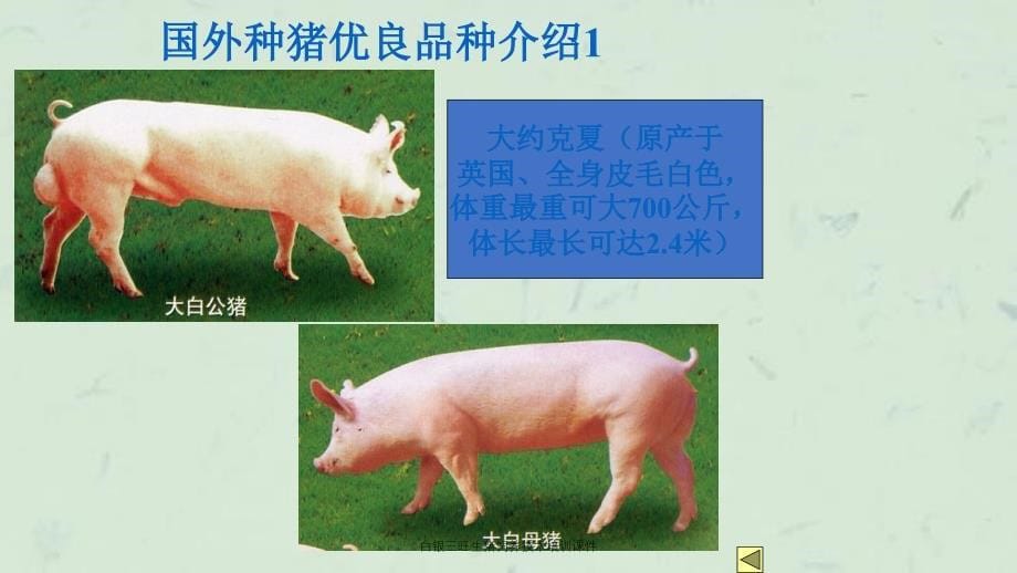 白银三旺生猪饲养技术培训课件_第5页