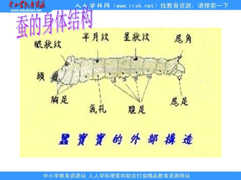 崔解明德小学养蚕经交流会ppt课件_第3页