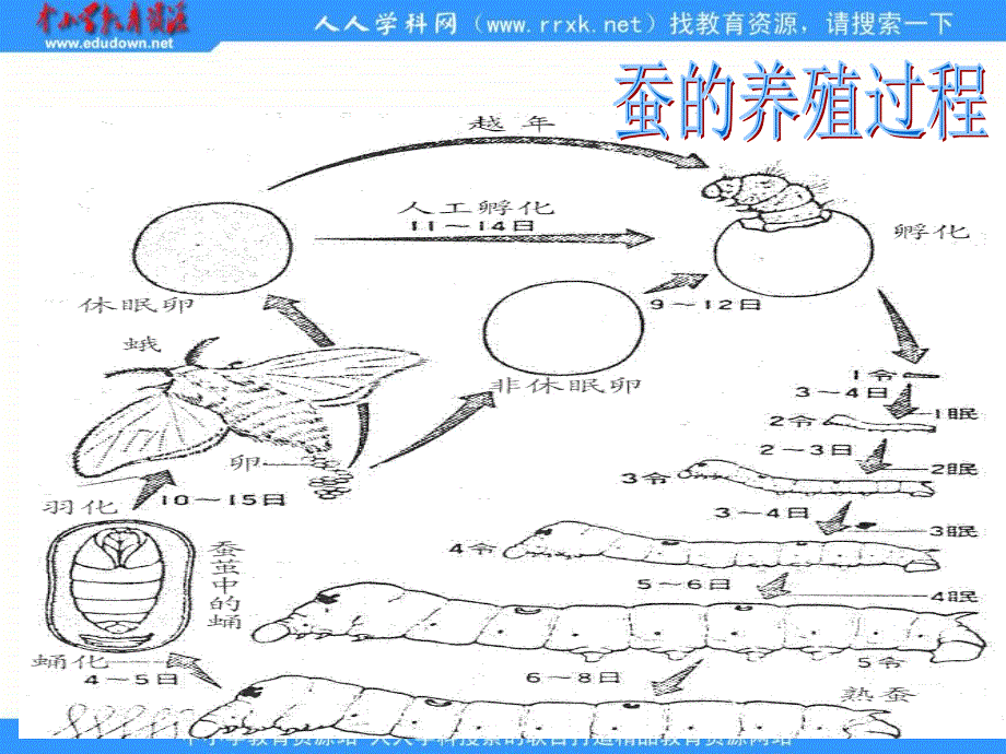 崔解明德小学养蚕经交流会ppt课件_第4页