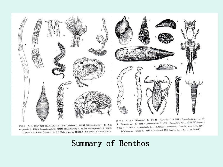 最新底栖动物概述PPT课件_第2页