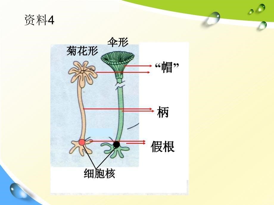 第三章第3节细胞核微课件_第5页