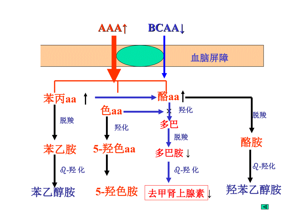 病理生理学课件：肝2_第1页