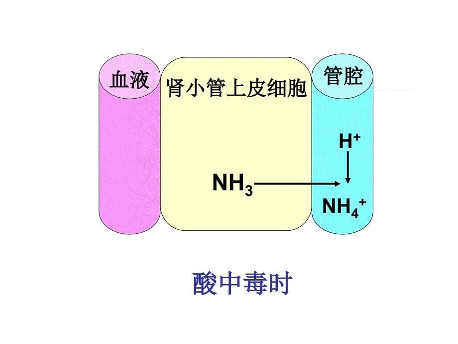 病理生理学课件：肝2_第5页