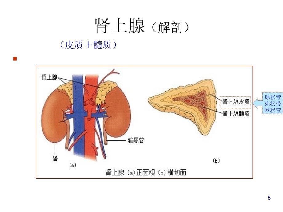 [宝典]库欣综合征_第5页