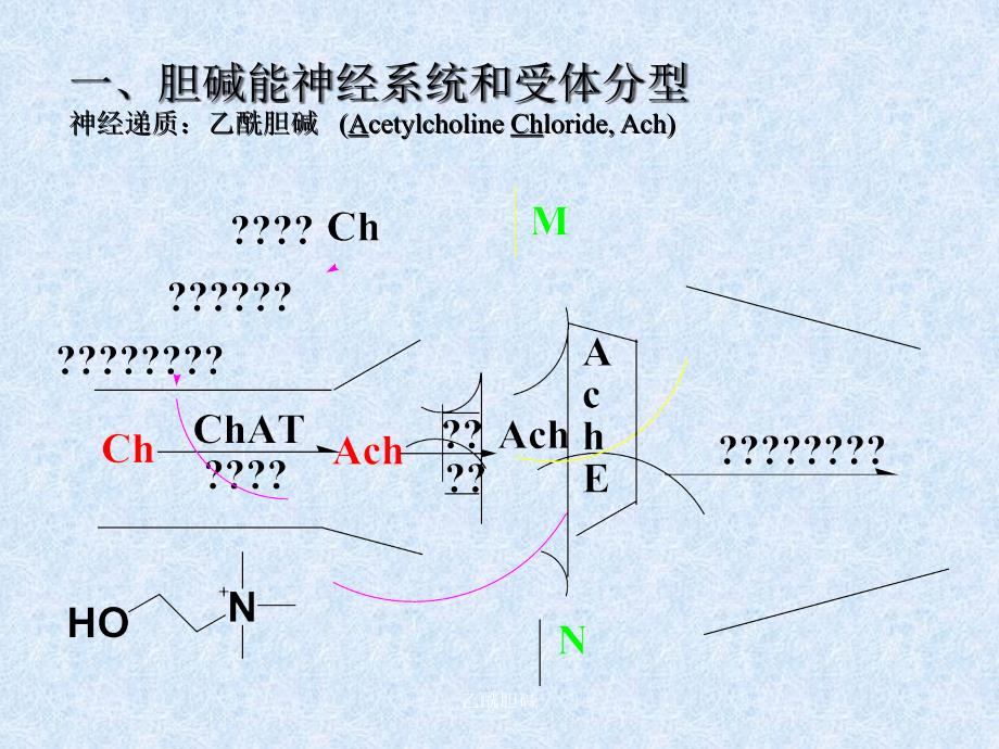 乙酰胆碱课件_第2页